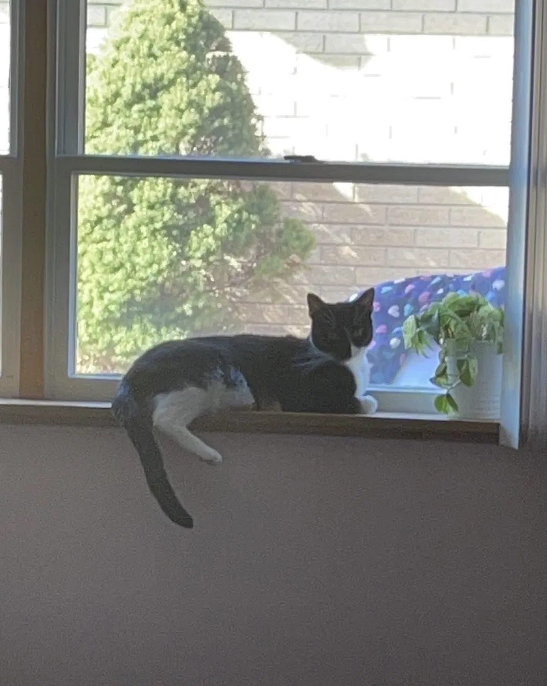 Lost cat in Hickory Hills, IL, 60457