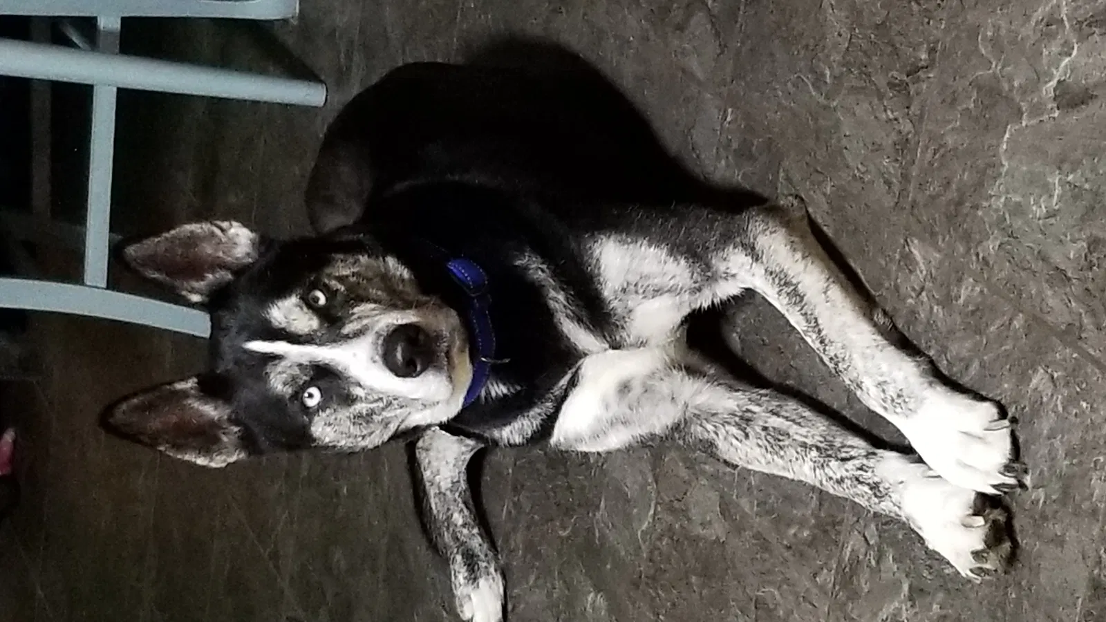Lost dog in Oxford, WI, 53952