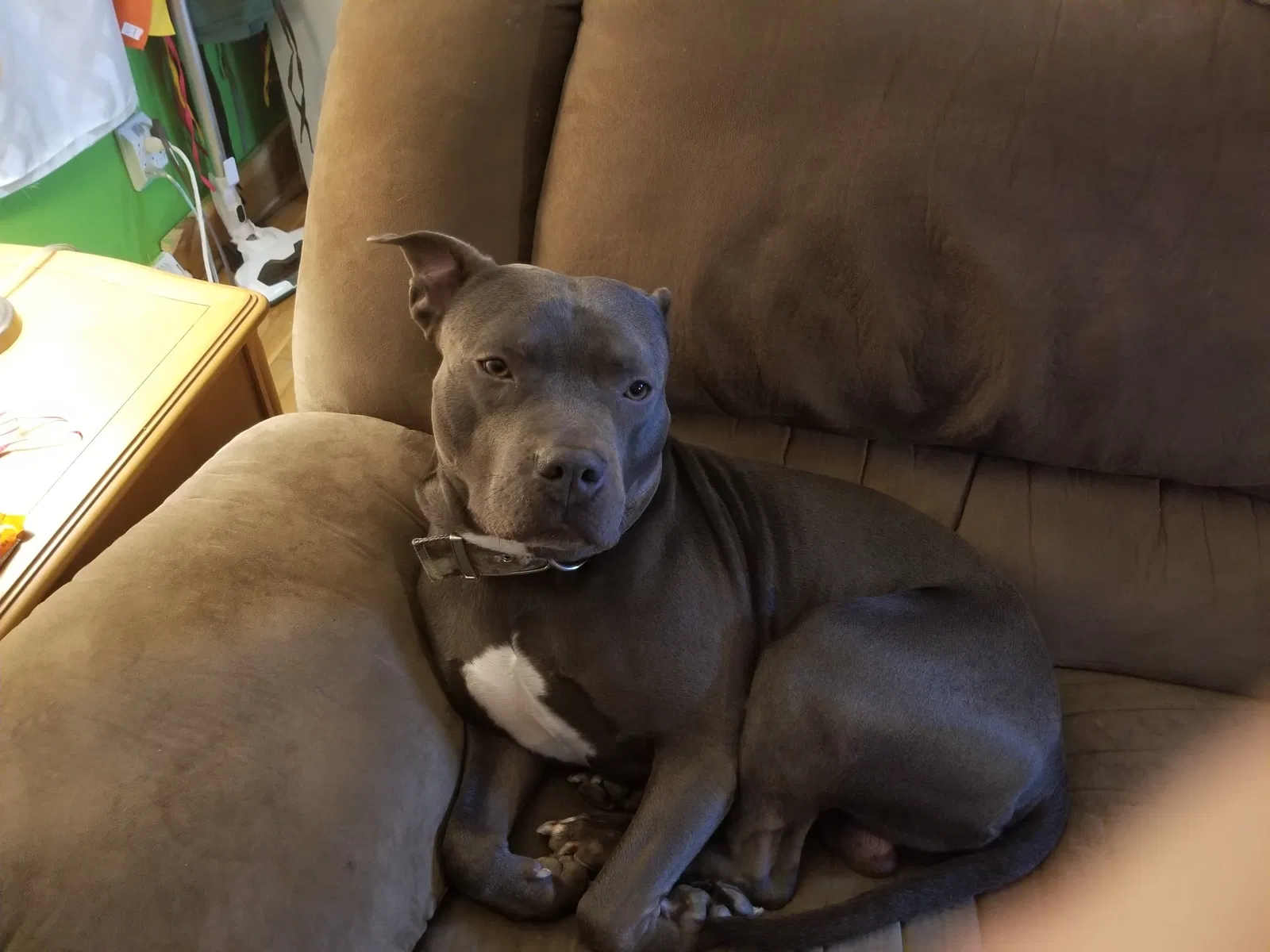 Lost dog in Oxford, WI, 53952