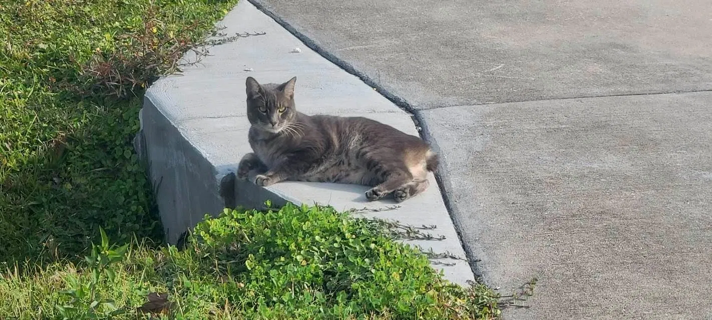 Lost cat in Kissimmee, FL, 34759