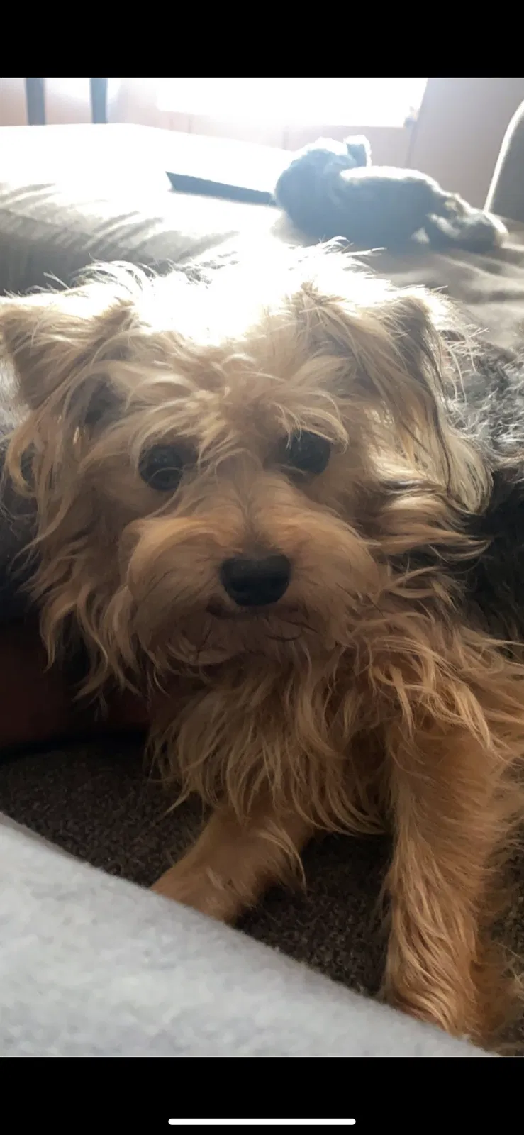 Lost dog in Hephzibah, GA, 30815