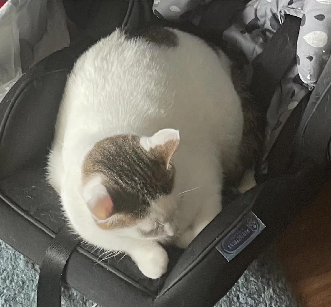 Lost cat in Mount Prospect, IL, 60056