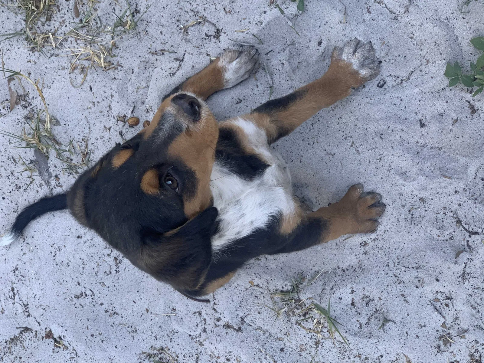 Lost dog in Lakeland, FL, 33801