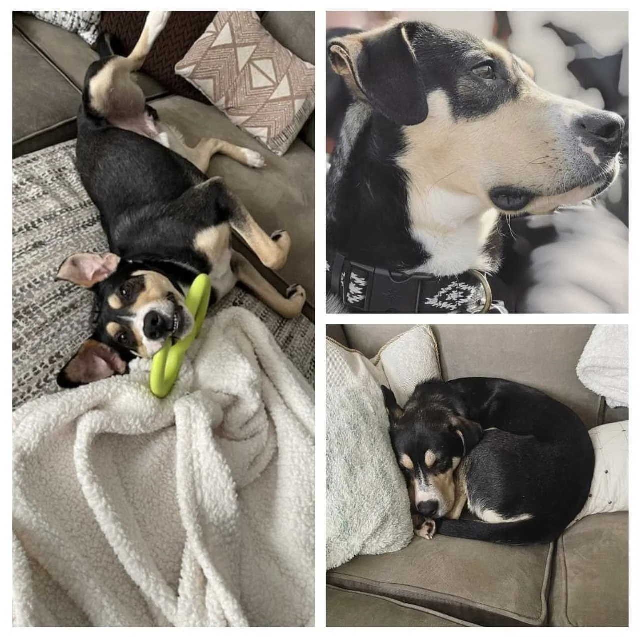 Lost dog in Cleveland, OH, 44144
