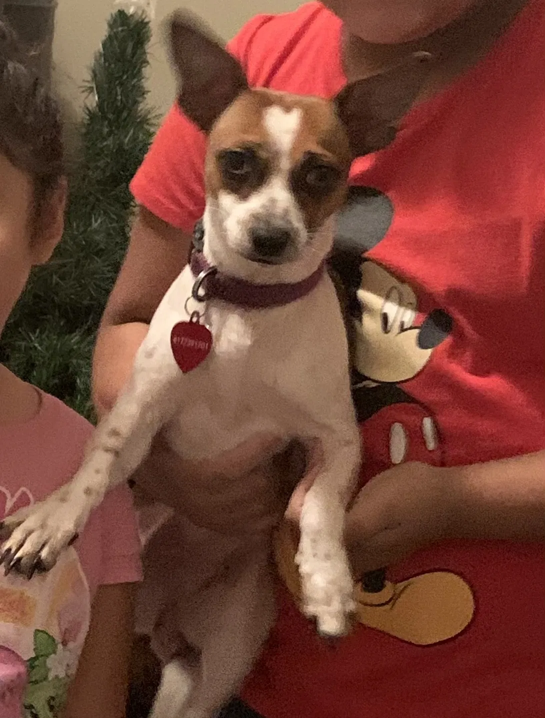 Lost dog in Fort Worth, TX, 76110