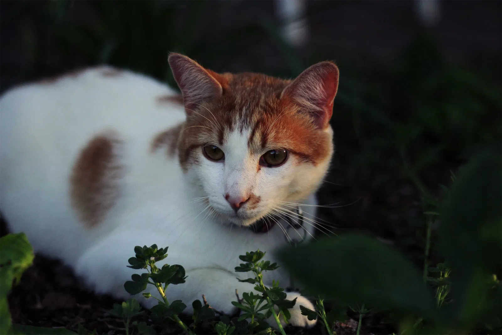 Lost cat in Winston Salem, NC, 27106