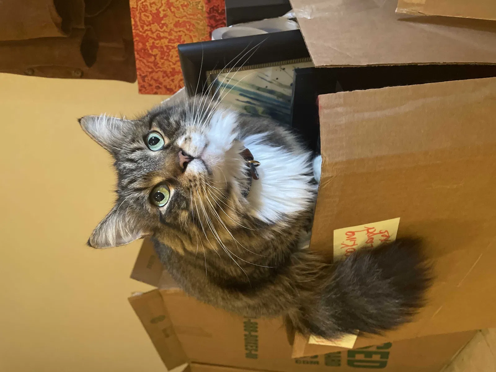 Lost cat in Brooklyn, NY, 11211