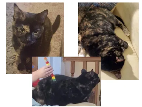 Lost cat in Lakeville, MN, 55044