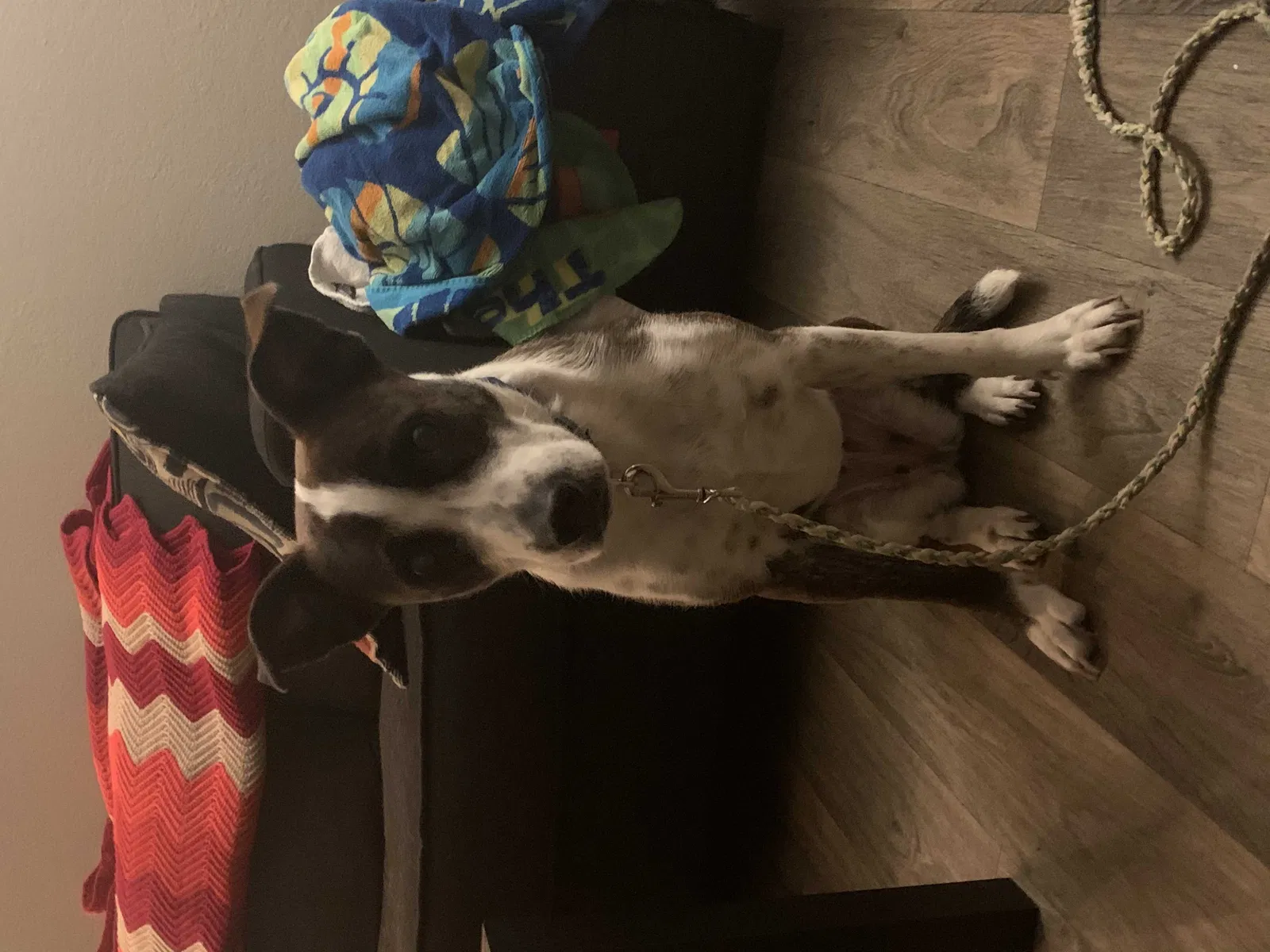 Lost dog in Helotes, TX, 78023