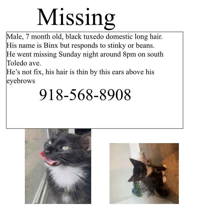 Lost cat in Tulsa, OK, 74137