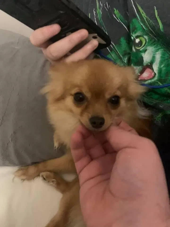 Lost dog in Mantua, NJ, 8051
