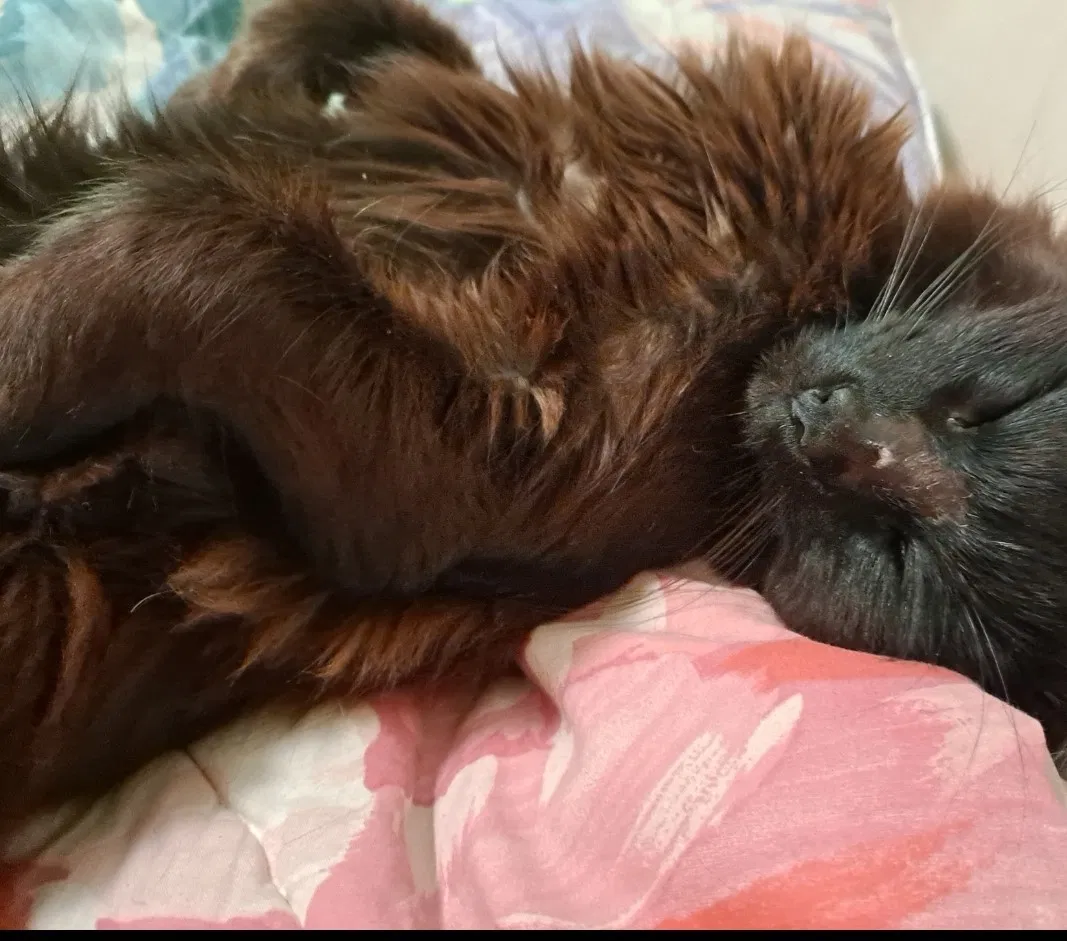 Lost cat in Westminster, CA, 92683