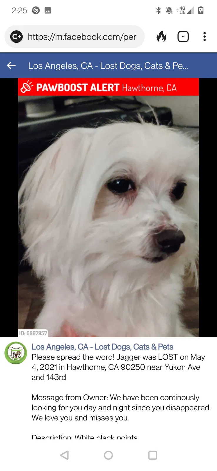 Lost dog in Hawthorne, CA, 90250