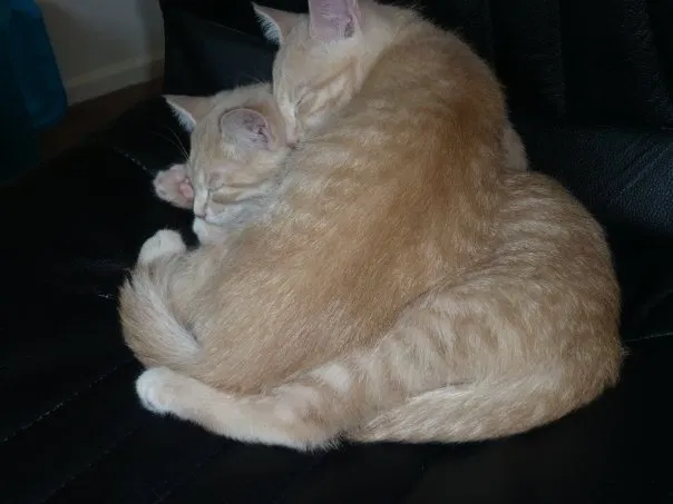 Lost cat in Reynoldsburg, OH, 43068