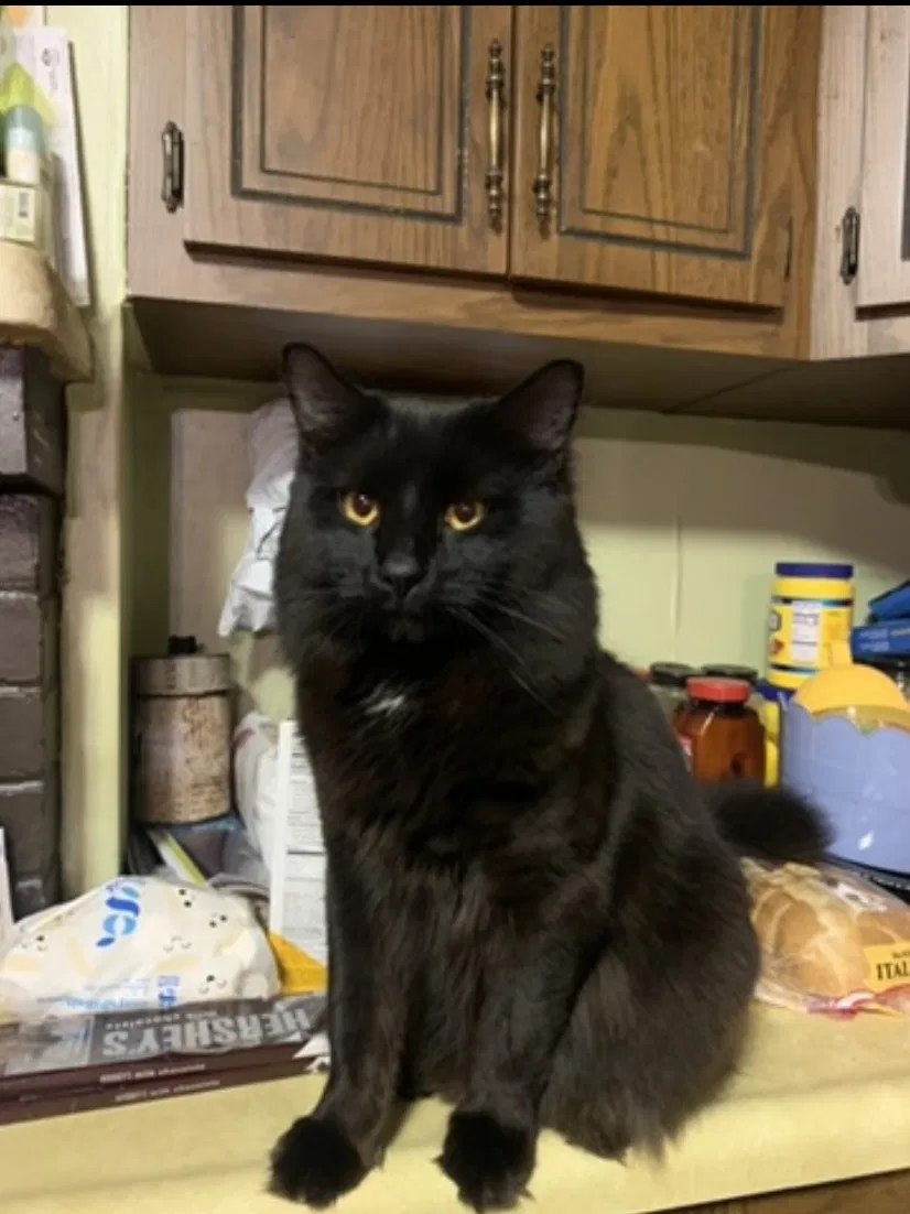 Lost cat in Mc Donald, PA, 15057