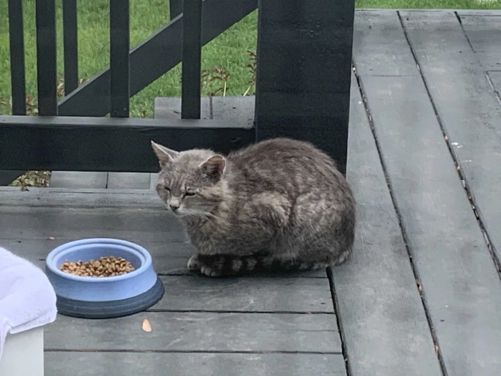 Found cat in Shawnee, KS, 66226