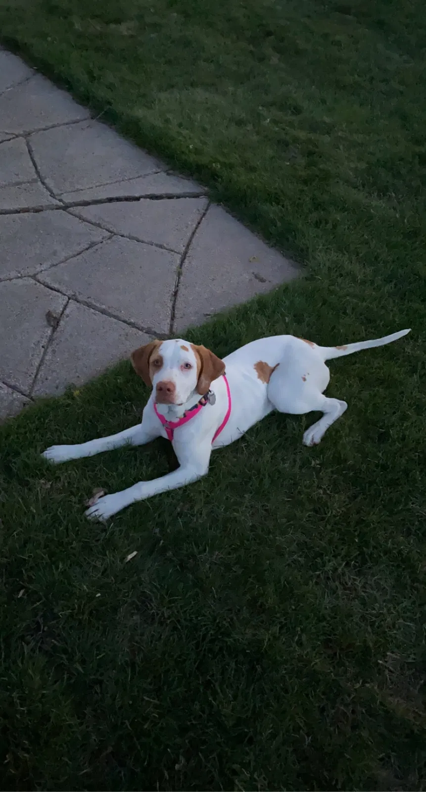 Lost dog in Kenesaw, NE, 68956