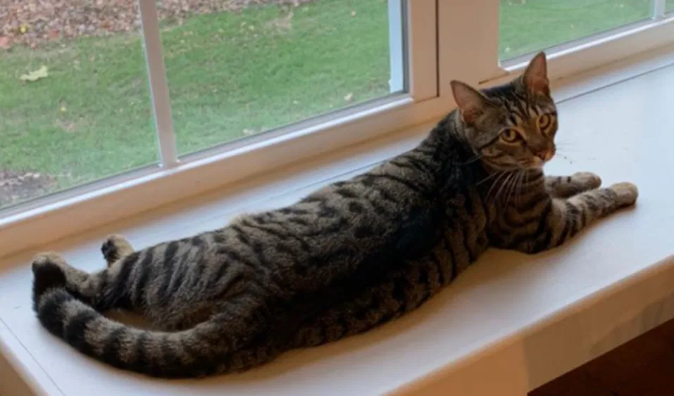 Lost cat in Henrico, VA, 23238