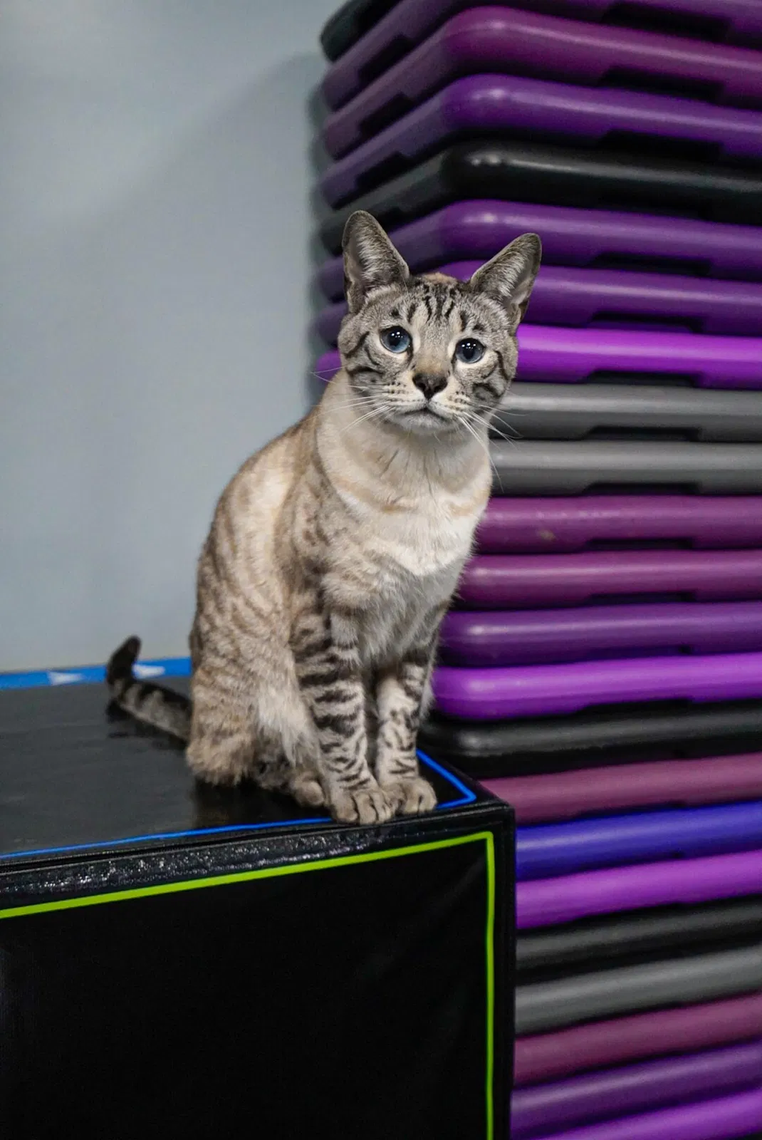 Lost cat in Dayton, OH, 45458