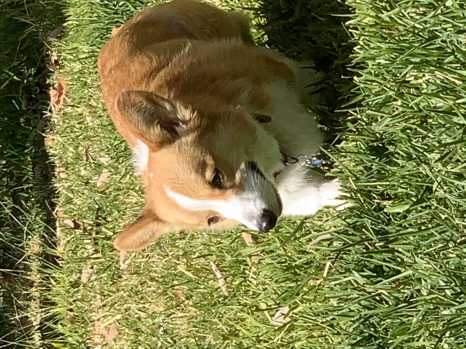 Lost dog in Irvine, CA, 92603