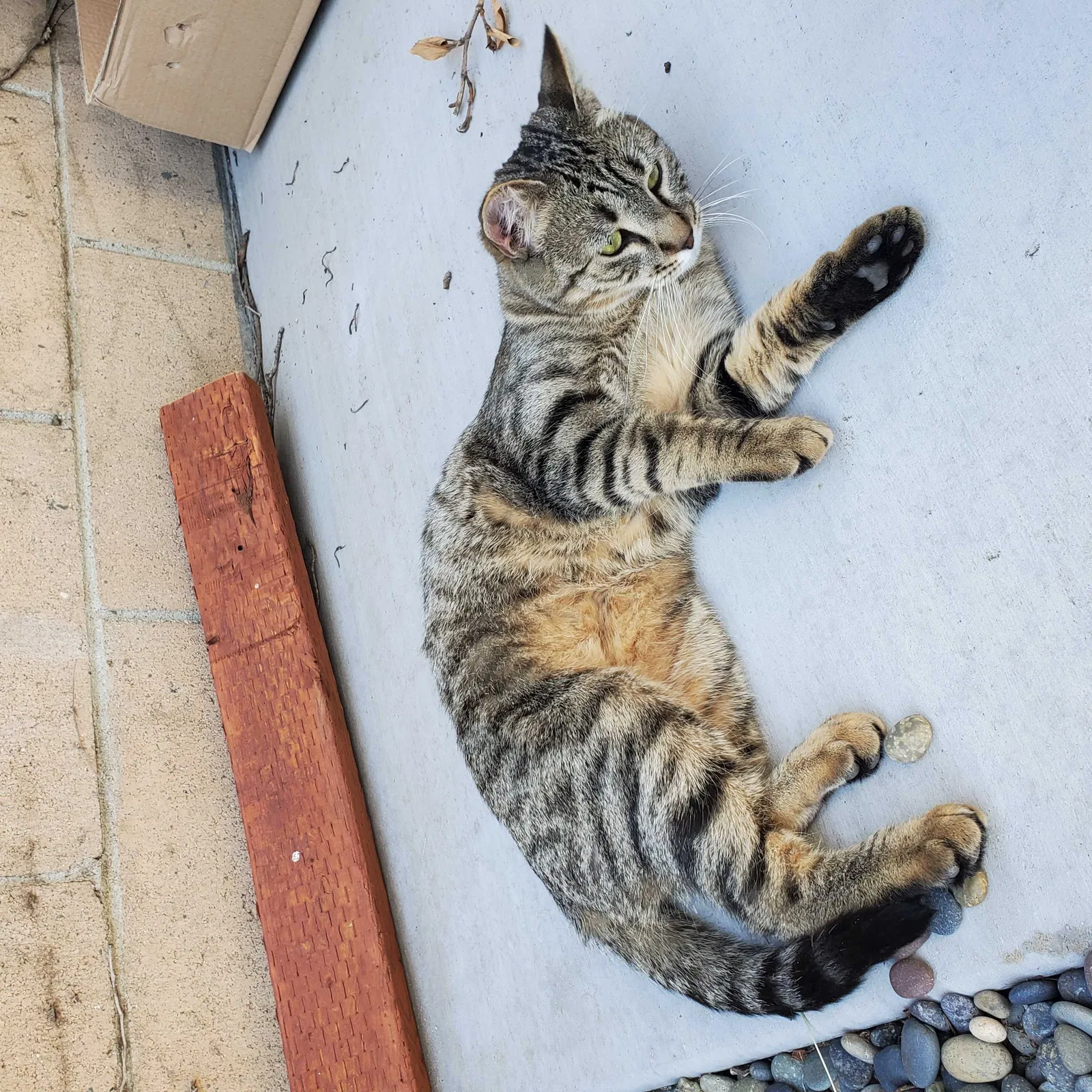 Lost cat in Glendora, CA, 91741