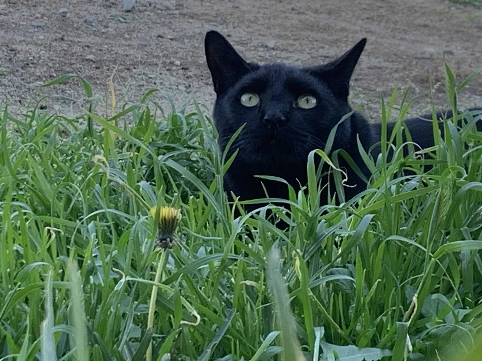 Lost cat in Fontana, CA, 92337