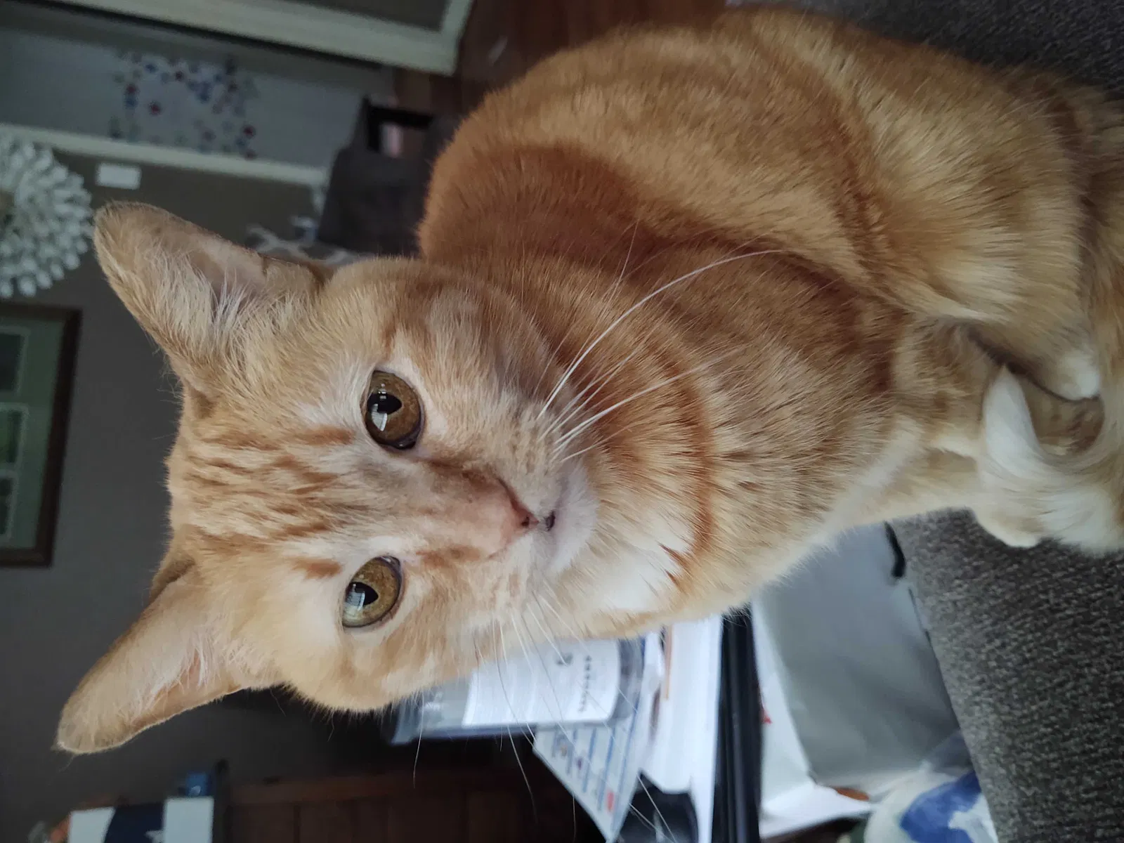 Lost cat in Independence, MO, 64052