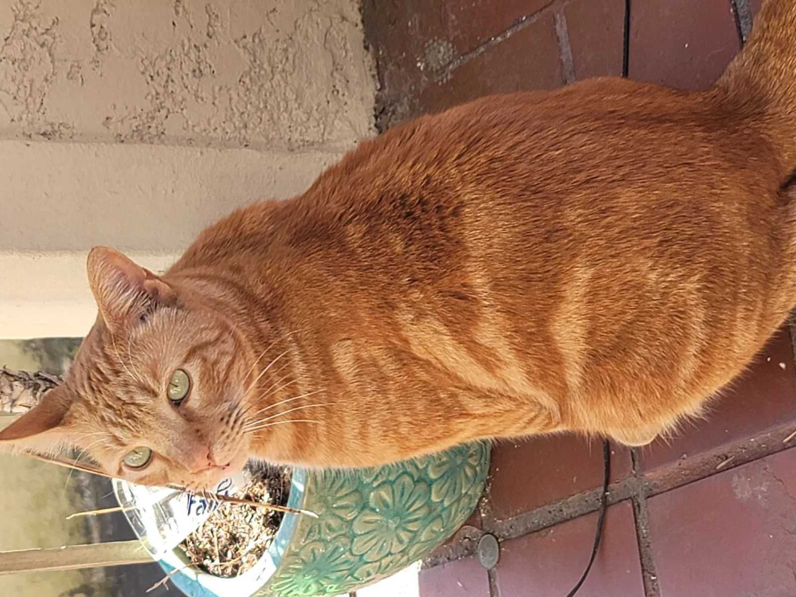 Lost cat in New Orleans, LA, 70125