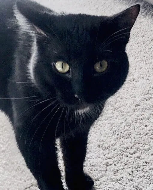 Lost cat in Evansville, IN, 47714