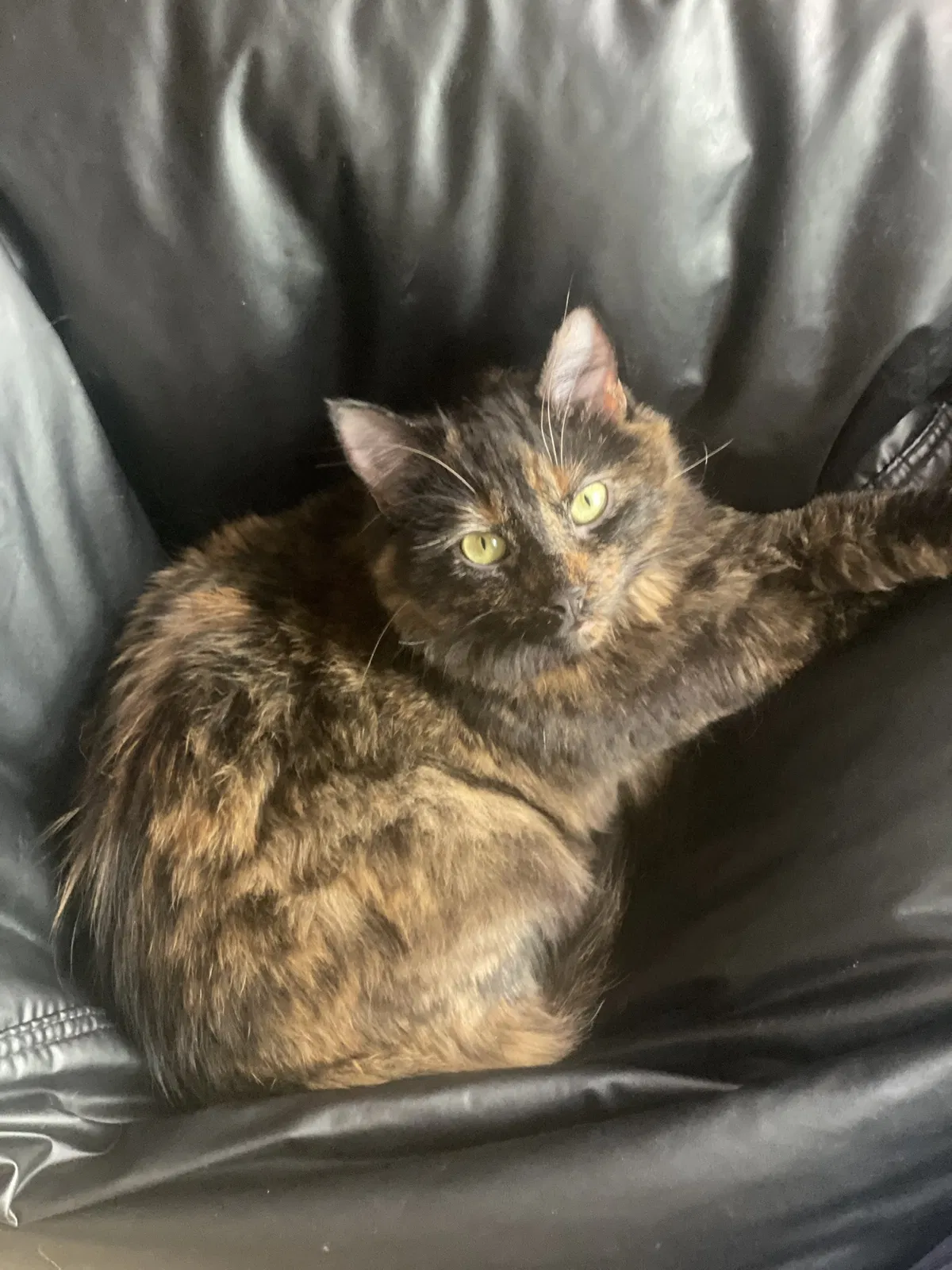 Lost cat in Kansas City, KS, 66109
