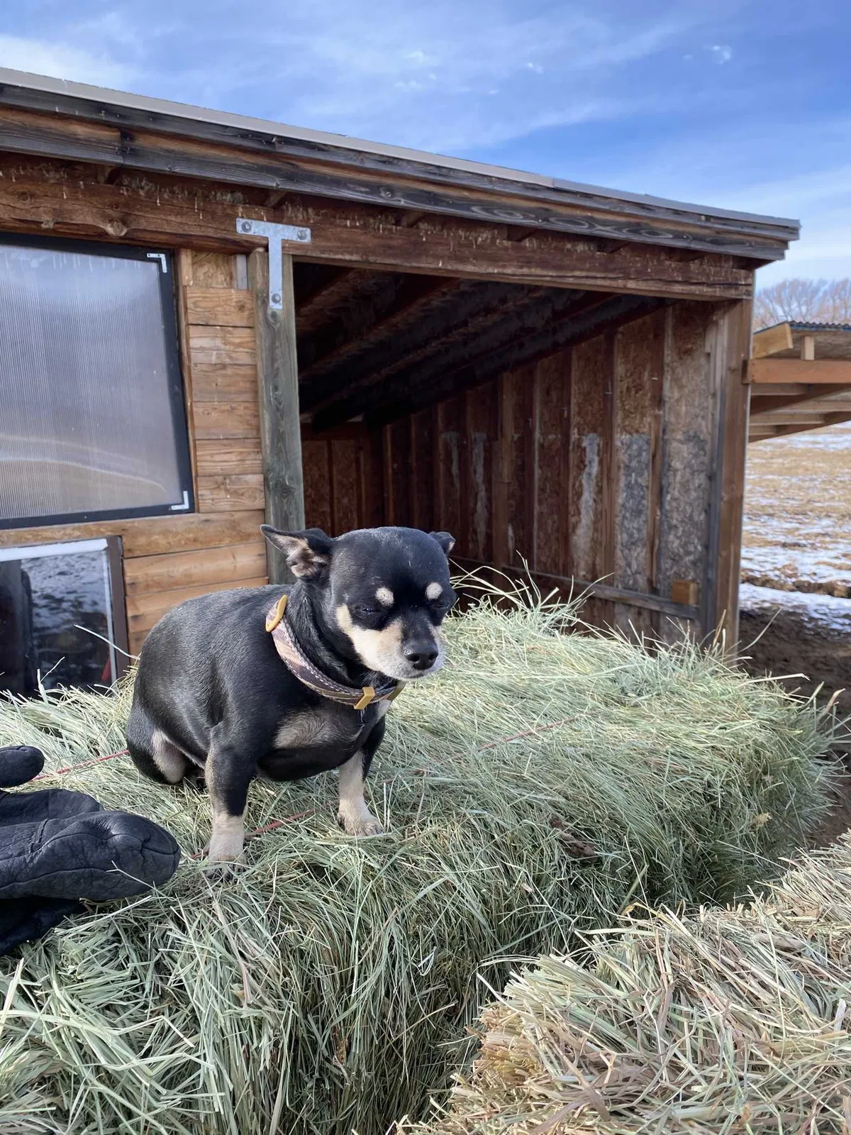 Lost dog in Malad City, ID, 83252