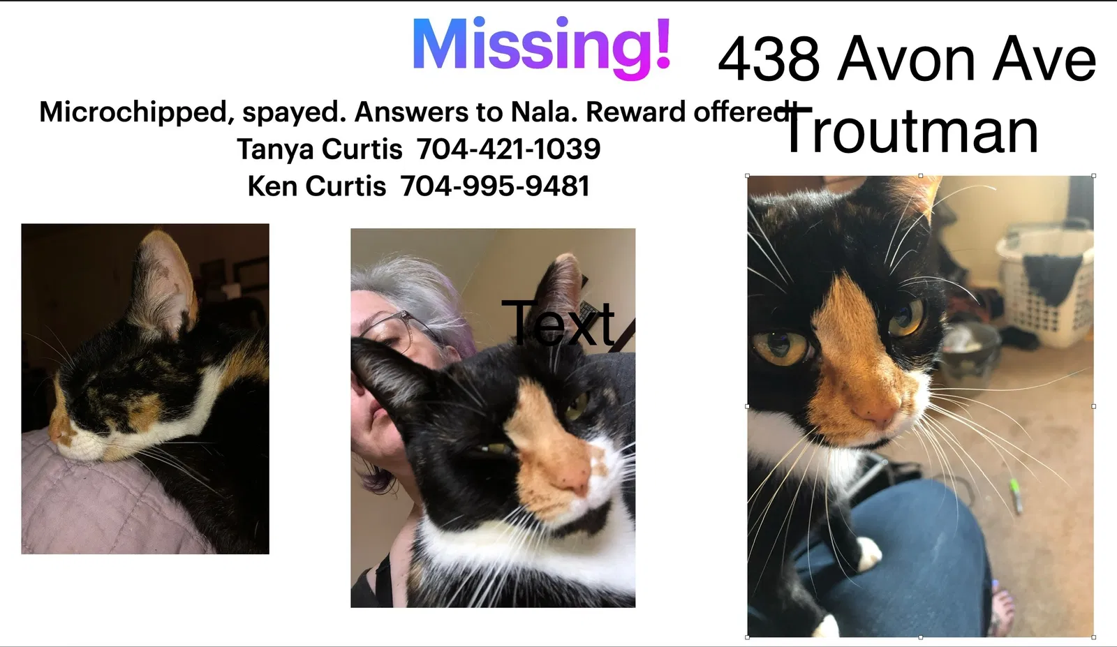 Lost cat in Unknown, NC, 26166