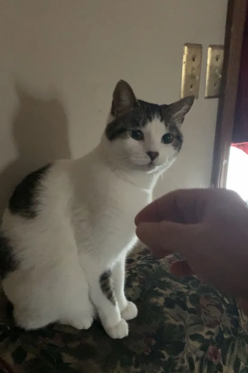 Lost cat in Lees Summit, MO, 64064