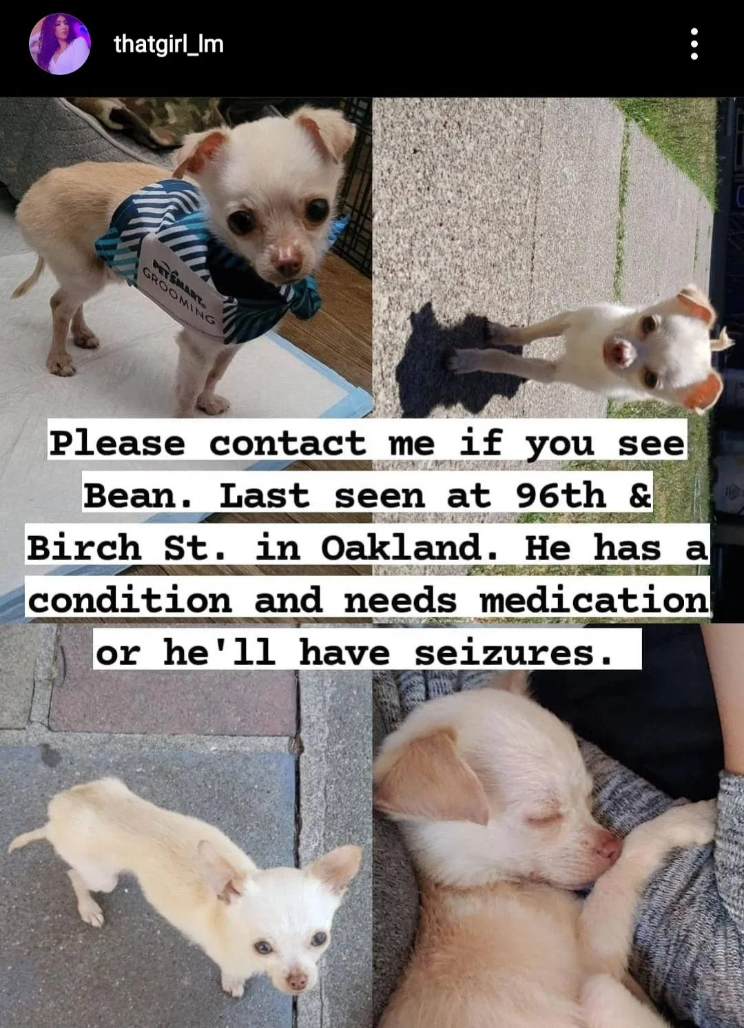 Lost dog in Oakland, CA, 94603