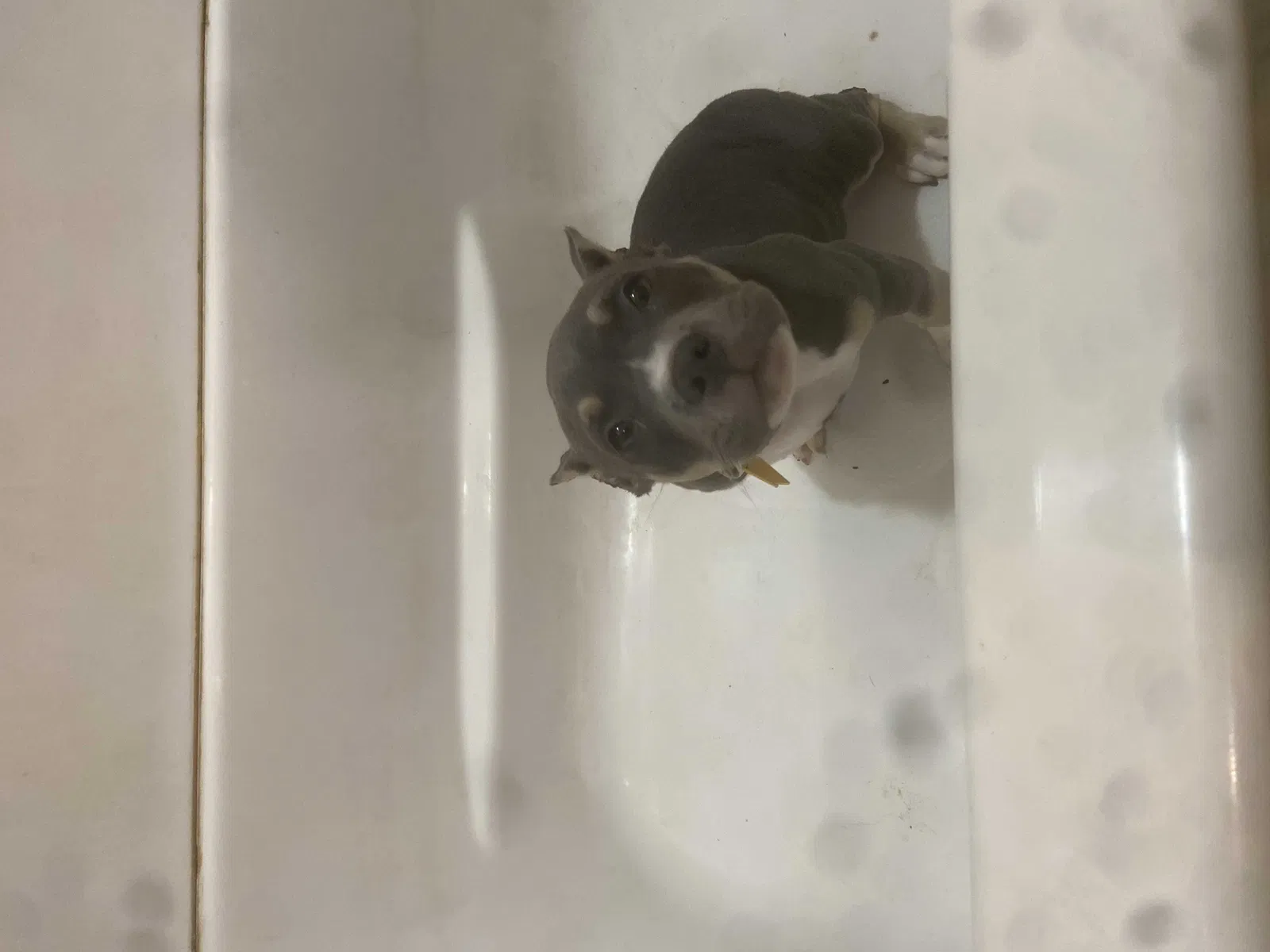 Lost dog in Toledo, OH, 43605