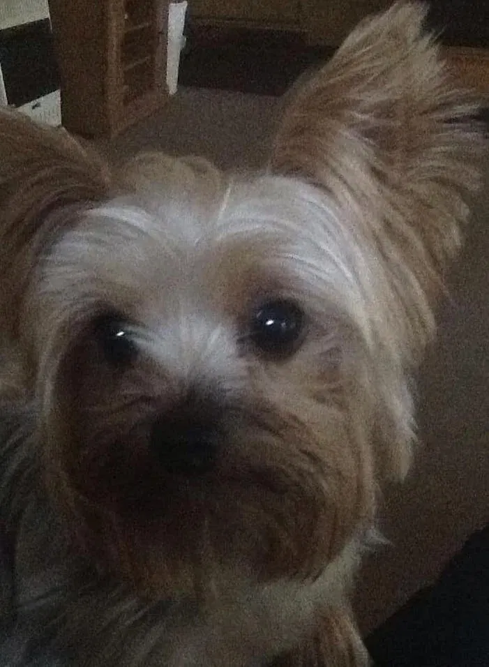 Lost dog in Utica, MI, 48316