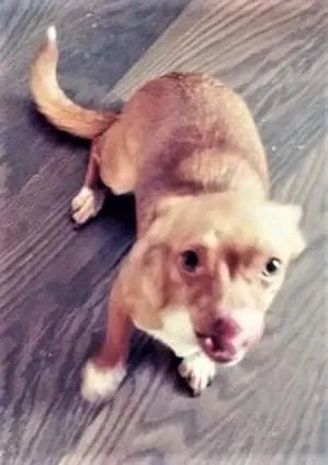 Lost dog in Flint, MI, 48507