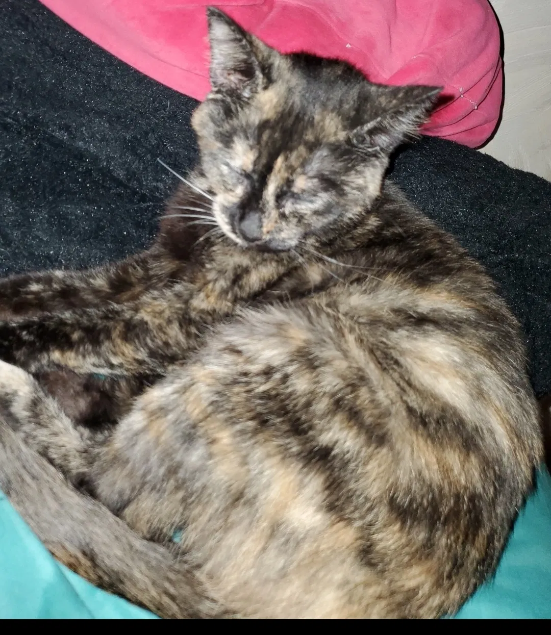 Lost cat in Wichita, KS, 67212