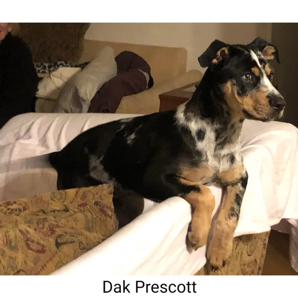 Lost dog in San Antonio, TX, 78247