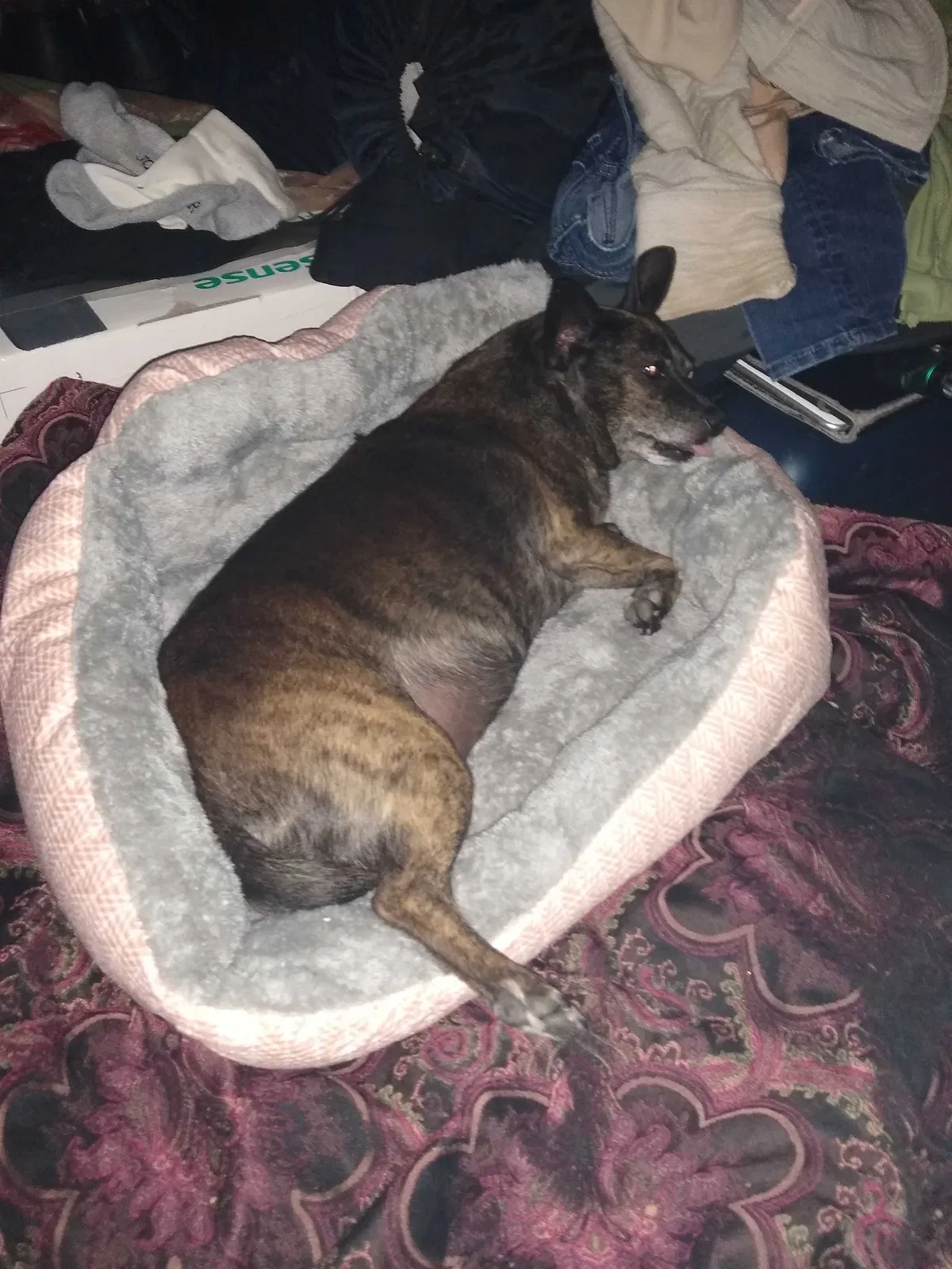 Lost dog in Denver, CO, 80216