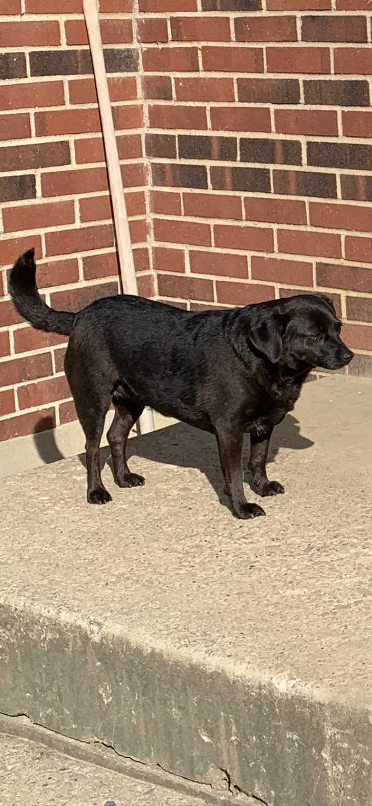 Lost dog in Radcliff, KY, 40160