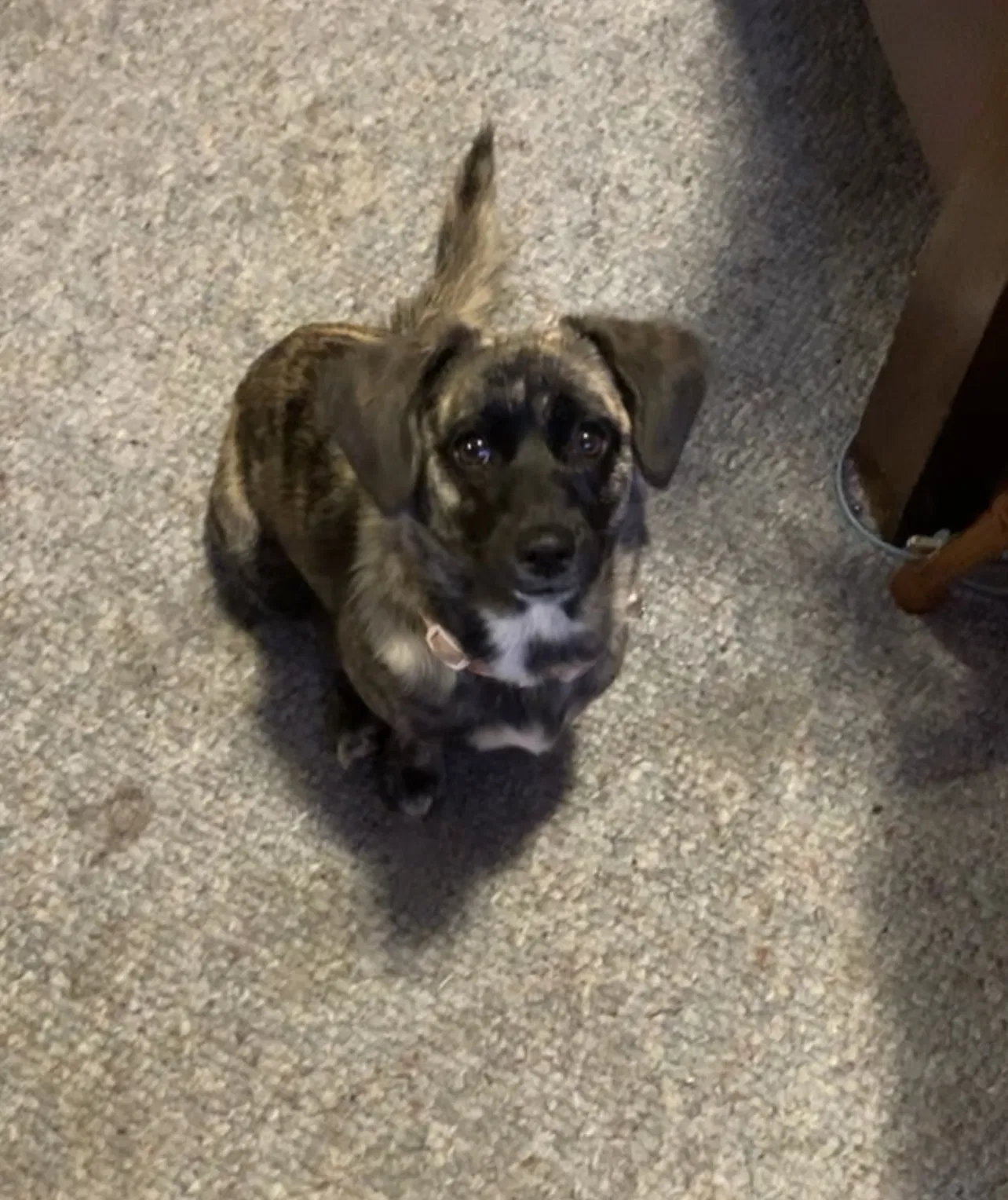 Lost dog in Lincolnton, NC, 28092