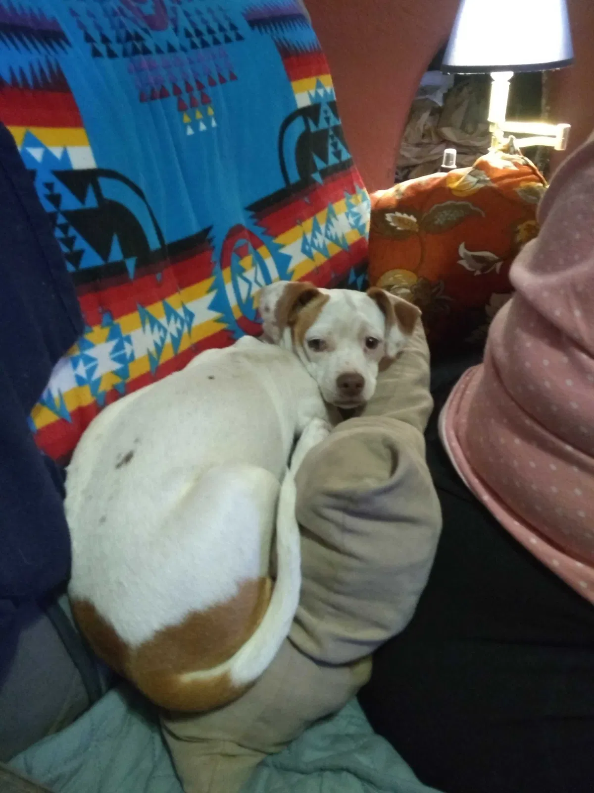 Lost dog in Santa Fe, NM, 87508