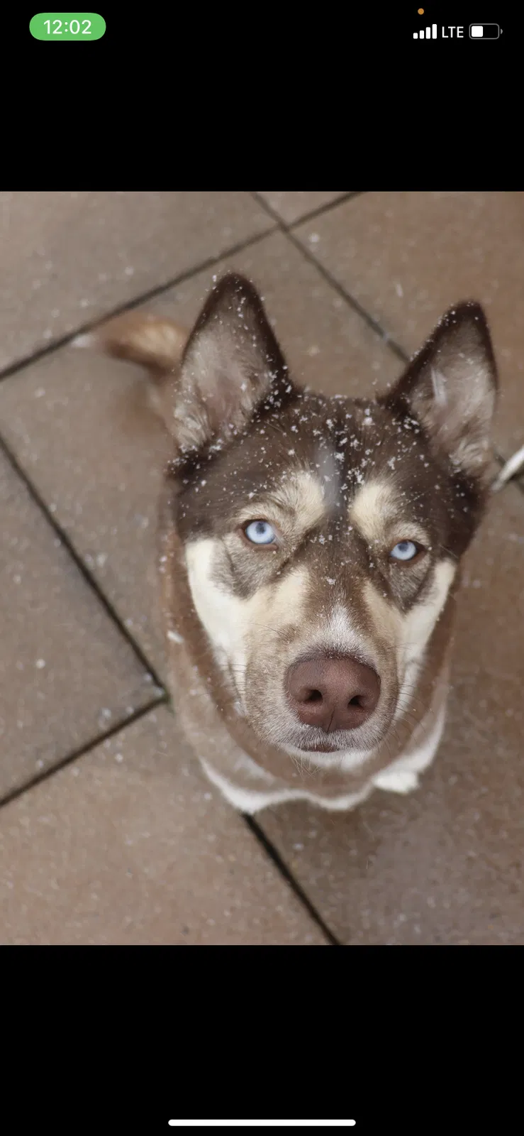 Lost dog in Las Vegas, NV, 89102