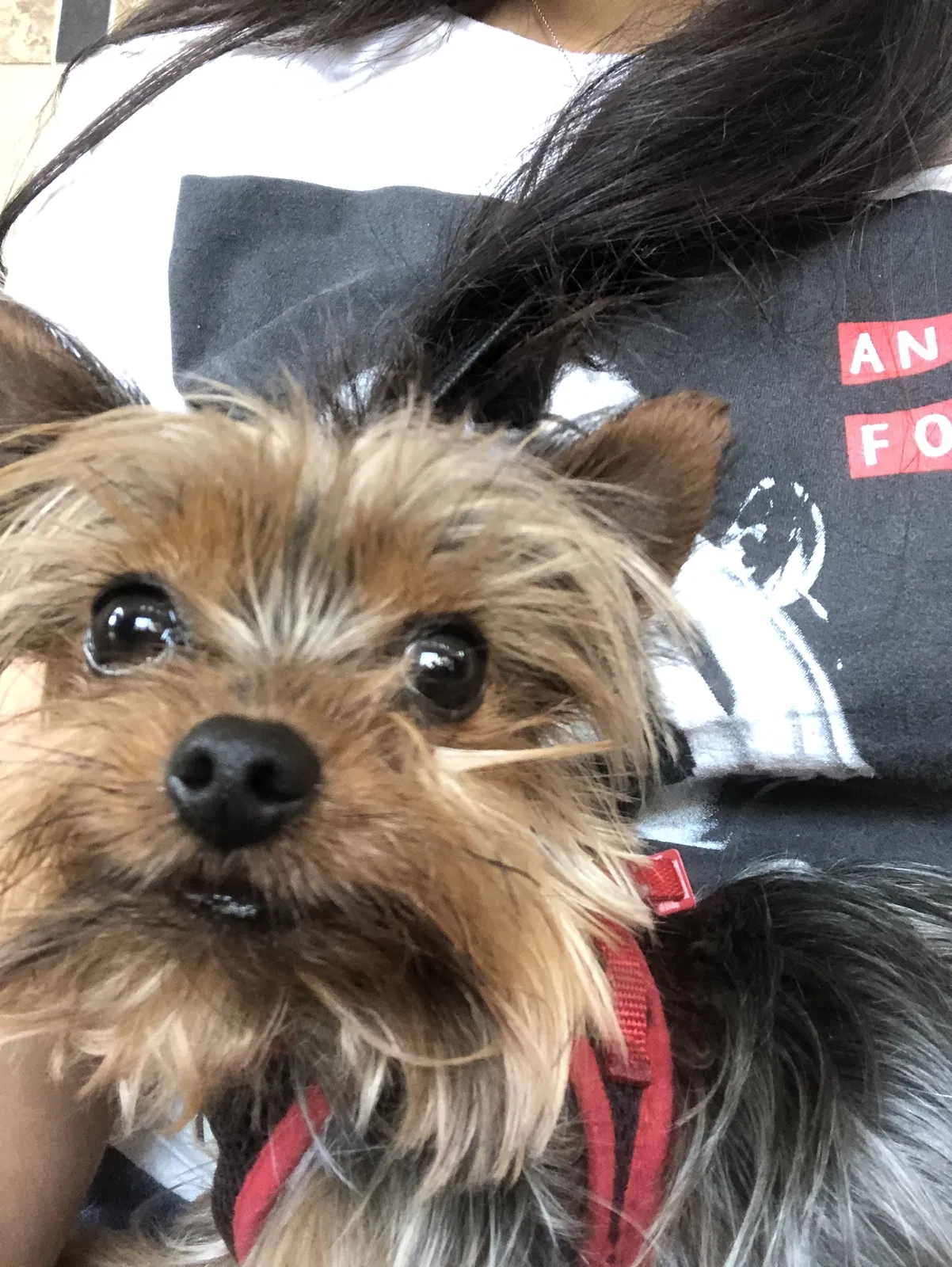 Lost dog in Miami, FL, 33147