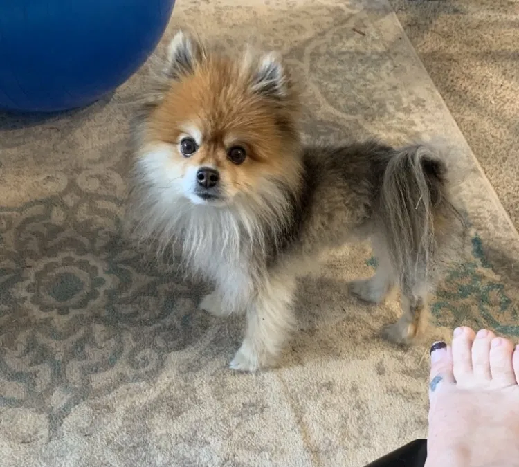Lost dog in Collinsville, OK, 74021