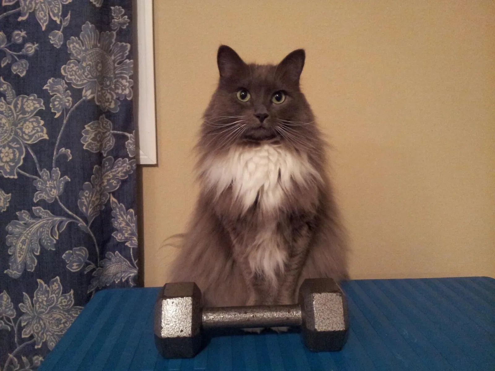 Lost cat in Bishop, GA, 30621