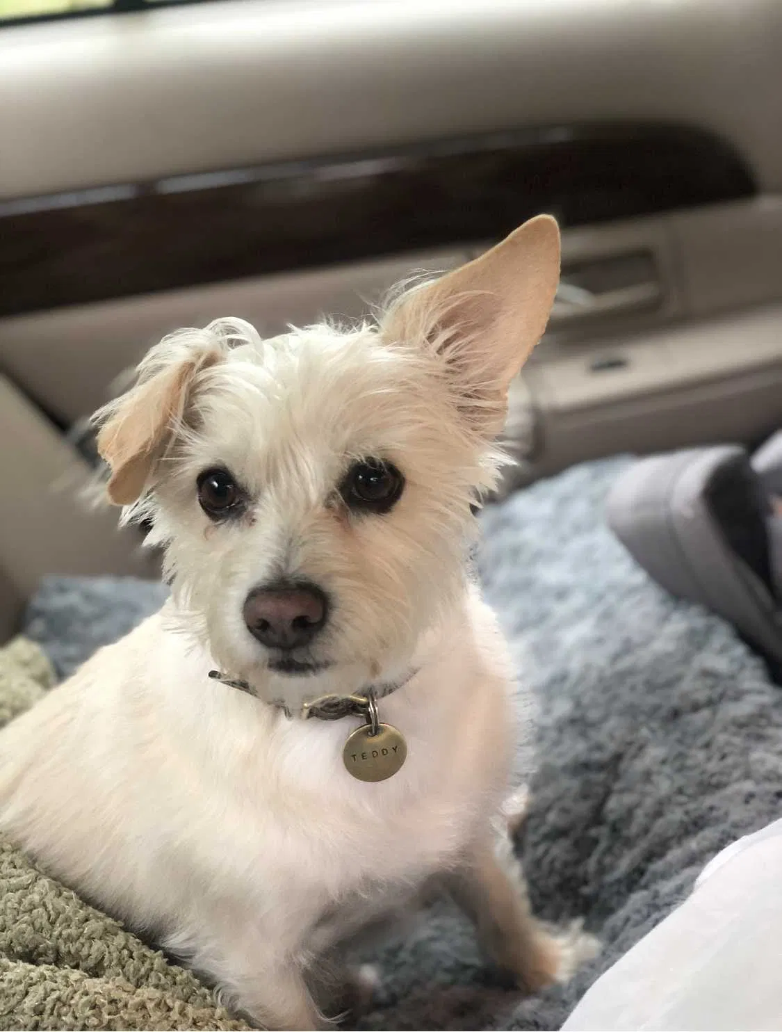 Lost dog in Pittsburgh, PA, 15238