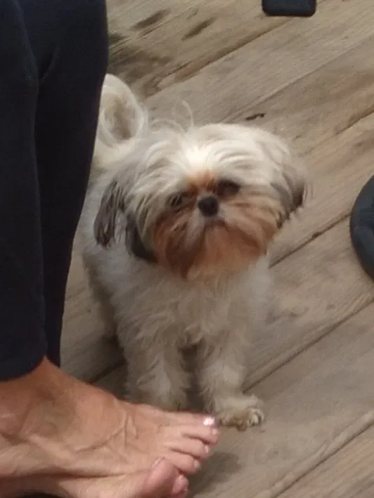 Lost dog in Council Bluffs, IA, 51503