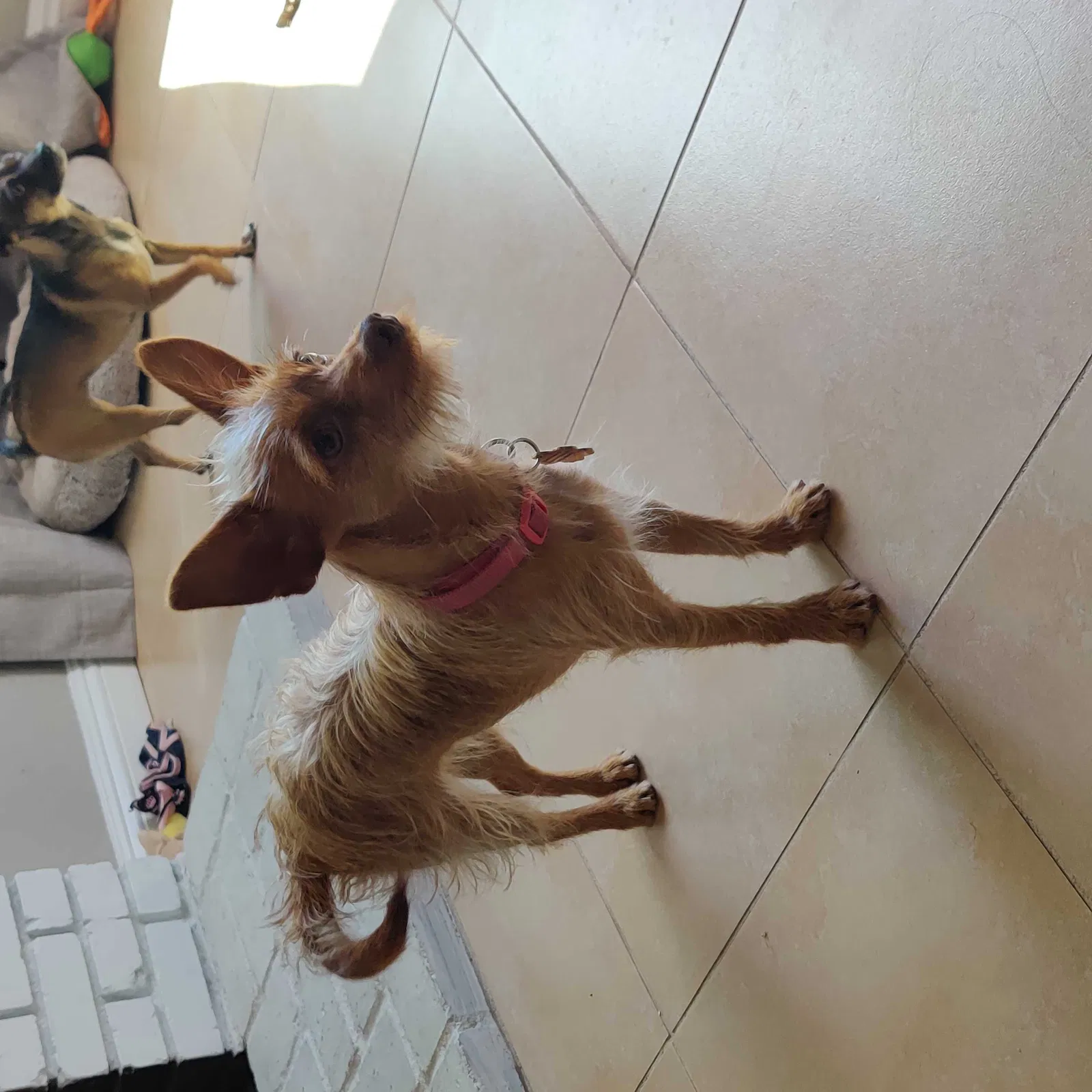 Lost dog in Moreno Valley, CA, 92553